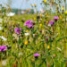 Knoopkruid, Centaurea jacea