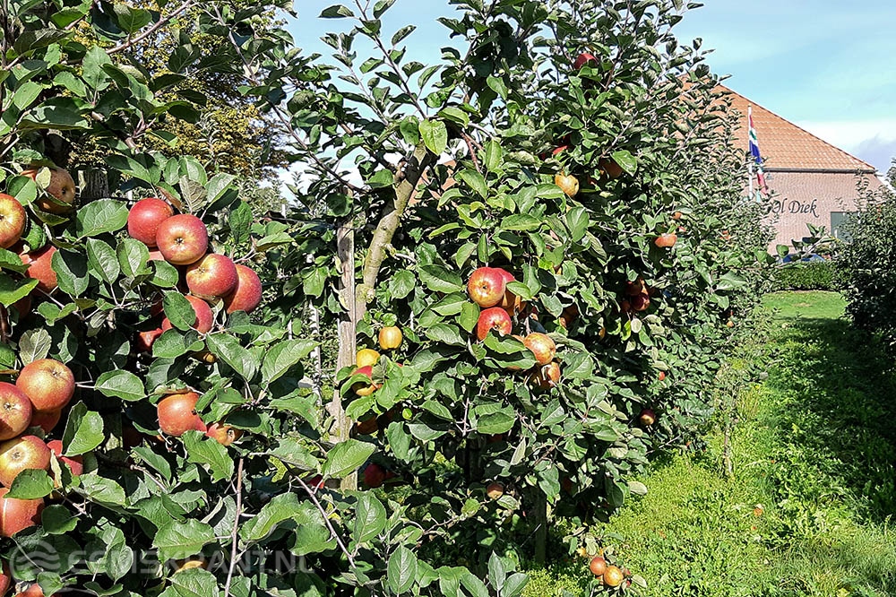 Zelf appels en peren plukken tijdens Appelplukdagen in Nieuwolda