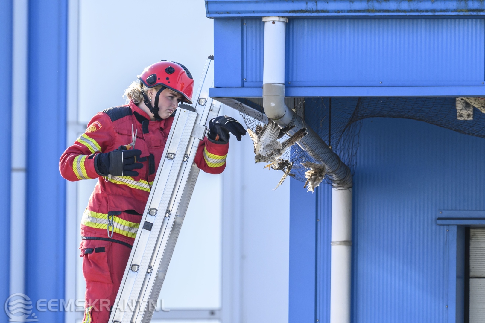 Brandweer bevrijdt roofvogel uit net bij machinefabriek