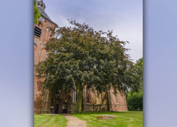 De rode beuk bij de Hippolytuskerk in Middelstum. Foto: Rob Visser