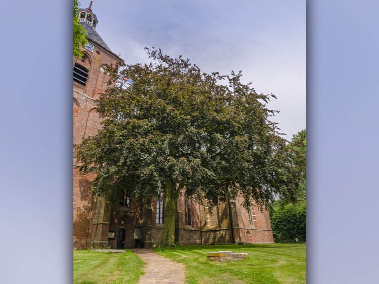 De rode beuk bij de Hippolytuskerk in Middelstum. Foto: Rob Visser