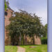 De rode beuk bij de Hippolytuskerk in Middelstum. Foto: Rob Visser